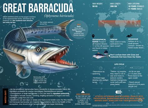 Great Barracuda| RoundGlass| Sustain