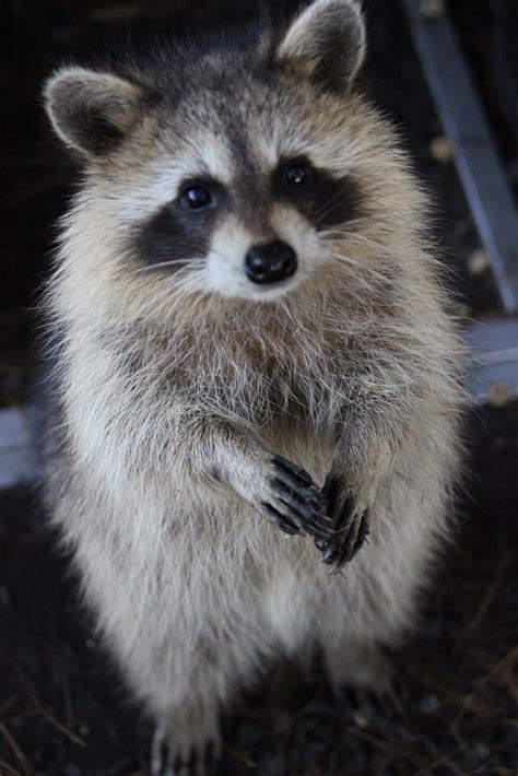 Expert Tips for Resolving Raccoon Conflicts in Missouri & Illinois