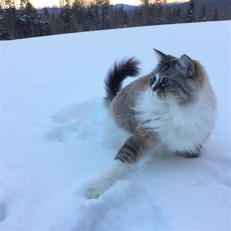 Kitty, there's snow (and adventure) outside – Adventure Cats