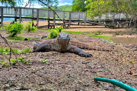 Komodo National Park - Best Tour Komodo