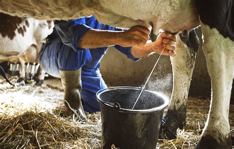 Improving milk production with yeast - All About Feed