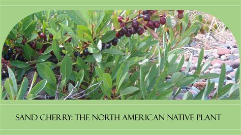 Versatile Sand Cherry: Edible Fruit and Landscaping