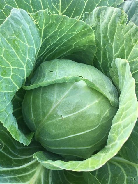 Green Cabbage, Fat Turnip Farms, Kingston, WA