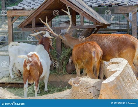 Feeding of Animals in the Zoo Editorial Stock Photo - Image of feeding ...