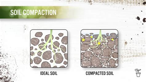 Compacted Soil Solutions - Gardening Australia