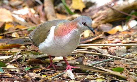 Key West Quail-Dove, Nassau, Woody Bracey | Birds, Pigeon breeds, Beautiful birds