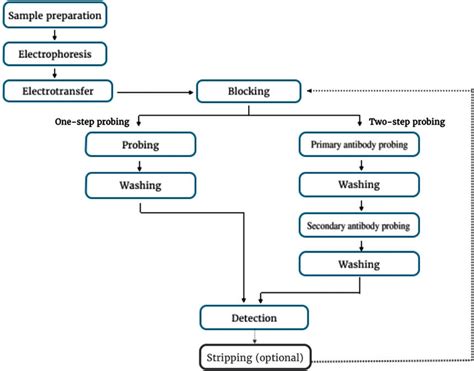 Western Blotting Flow Chart