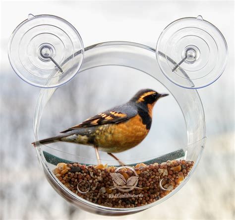 Round Window Bird Feeder: Watch Wild Birds Up Close, Great Gift for Bird Lovers & Fun Summer ...