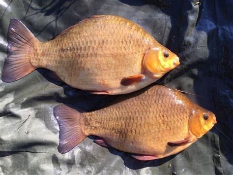 How to Catch Crucian Carp (A Complete Guide) | Strike and Catch