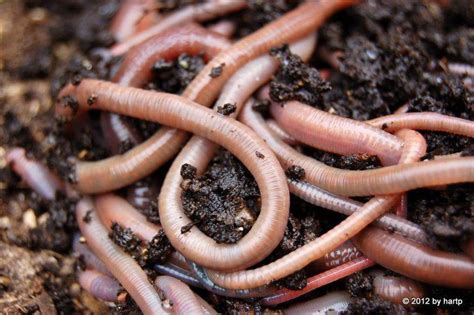 Earthworms | Сонник, Червы, Проблемы со здоровьем