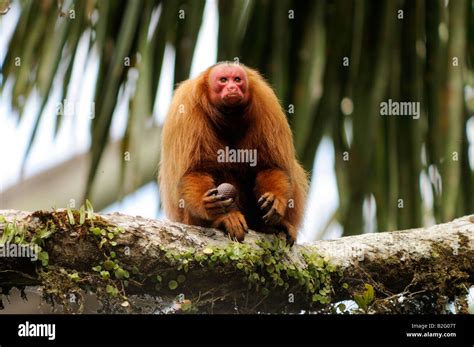 Uakari monkey hi-res stock photography and images - Alamy