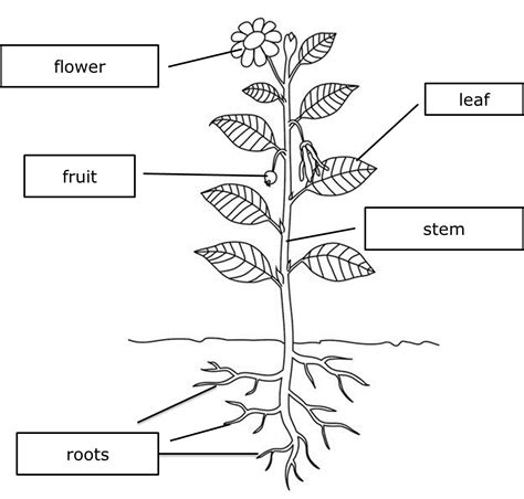 P3 Science: Plants