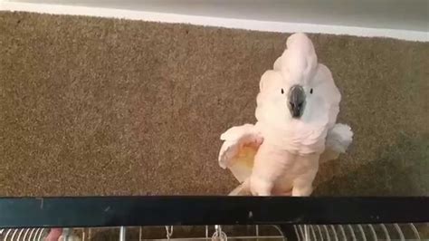 (WATCH) Angry Talking Cockatoo Curses At Owner