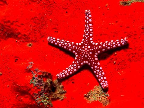 Ocean Life, Starfish, Coral Reef wallpaper 🔥 Free TOP backgrounds