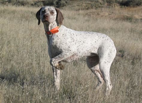 Braque du Bourbonnais Info, Temperament, Puppies, Pictures