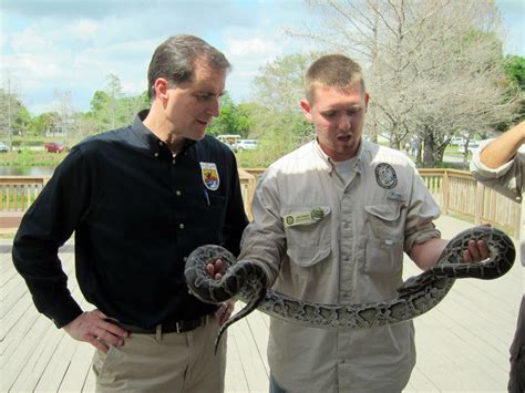 Researchers link Everglades’ mammal drop to invasive pythons – Orlando ...