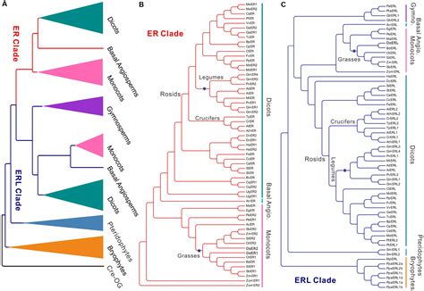 Frontiers | Phylogenetic and CRISPR/Cas9 Studies in Deciphering the Evolutionary Trajectory and ...