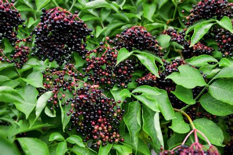 The Elderberry: Growing, Harvesting, and Using the Tree