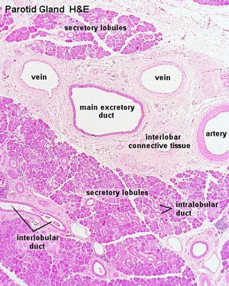 Salivary Gland Development - Embryology