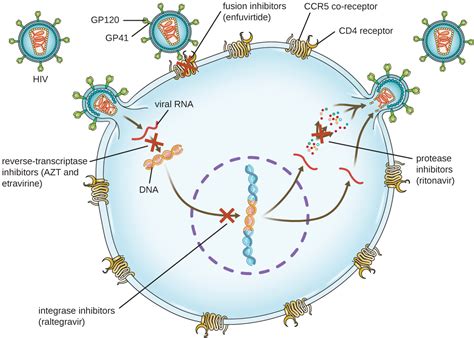 Mechanisms of Other Antimicrobial Drugs · Microbiology