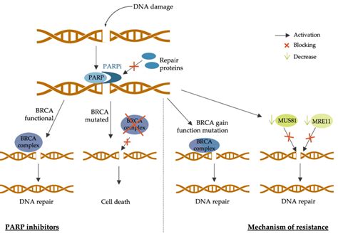 mal humor Vueltas y vueltas borde parp inhibitor mechanism of action ...