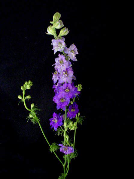 Larkspur, Purple - Jacksonville Flower Market