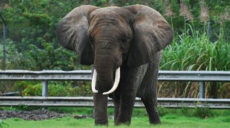 North African Elephant - The Atlas Elephant - Extinct Species