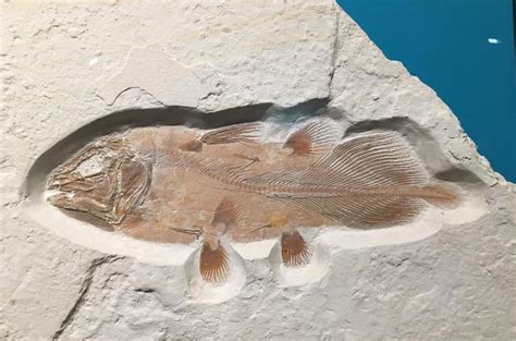 Ancient Fish Fossils