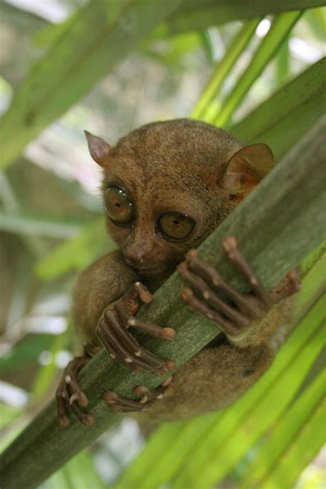 animals pictures | Philippine Tarsier Oh What Big Eyes You Have | Creatures of the night ...