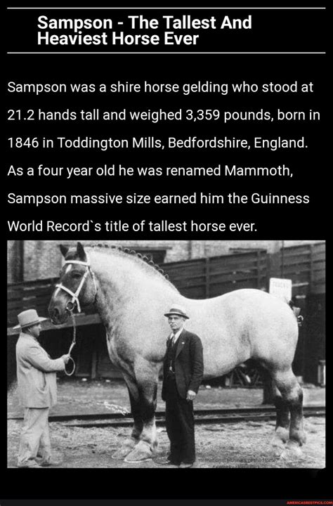 Sampson - The Tallest And Heaviest Horse Ever Sampson was a shire horse gelding who stood at 21. ...