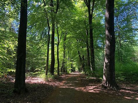 Forest Trail Surrounding The De Hoge Veluwe National Park Photo ...