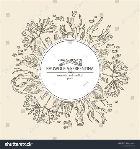 Background Rauwolfia Serpentina Plant Flowers Rauwolfia Stock Vector ...