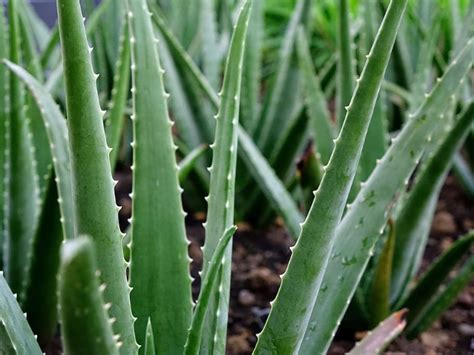 7 Aloe Vera Benefits and How to Care for Aloe Vera Plants