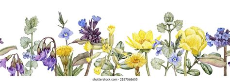 Watercolor Drawing Seamless Border Spring Flowers Stock Illustration 2187568655 | Shutterstock