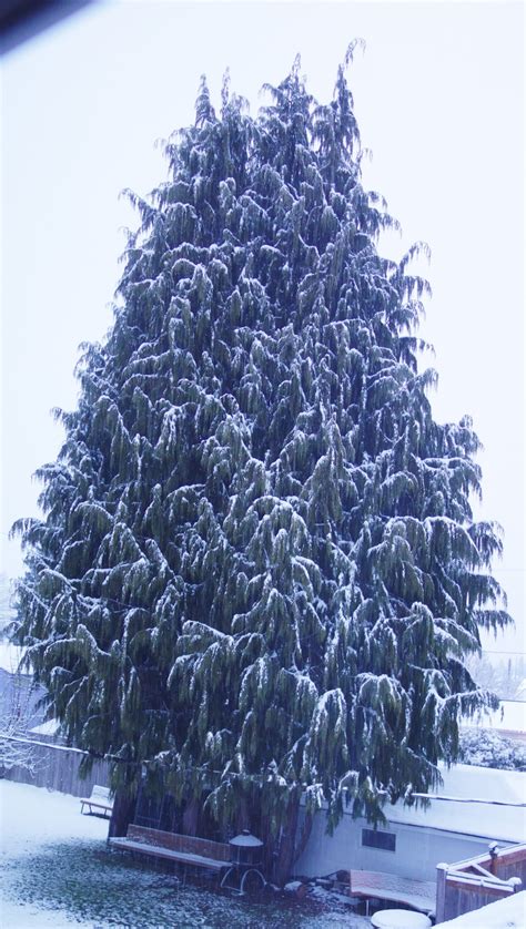 Cedar,snow,tree,snow on cedar,free pictures - free image from needpix.com