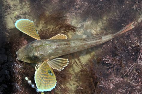 Guided Shore Fishing Trips, Cardigan Bay