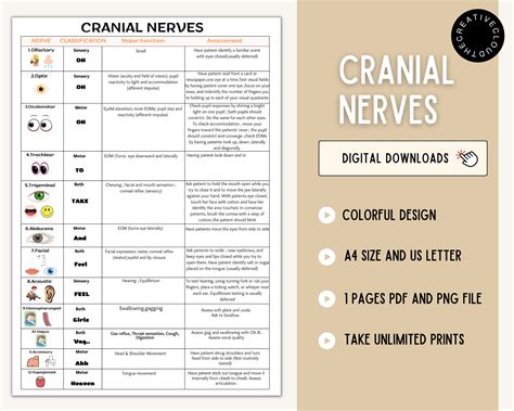 Cranial Nerves Cranial Nerves Sheet 12 Cranial Nerves Nursing Cheat ...