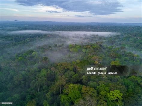 Amazon Rainforest Brazil High-Res Stock Photo - Getty Images