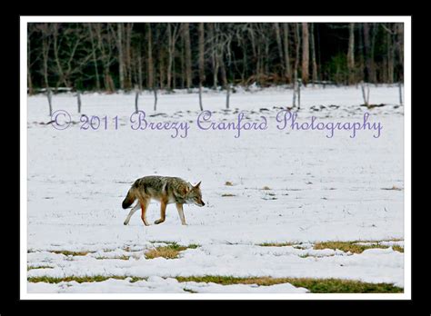 Breezy Cranford Photography: Great Smoky Mountains Wildlife