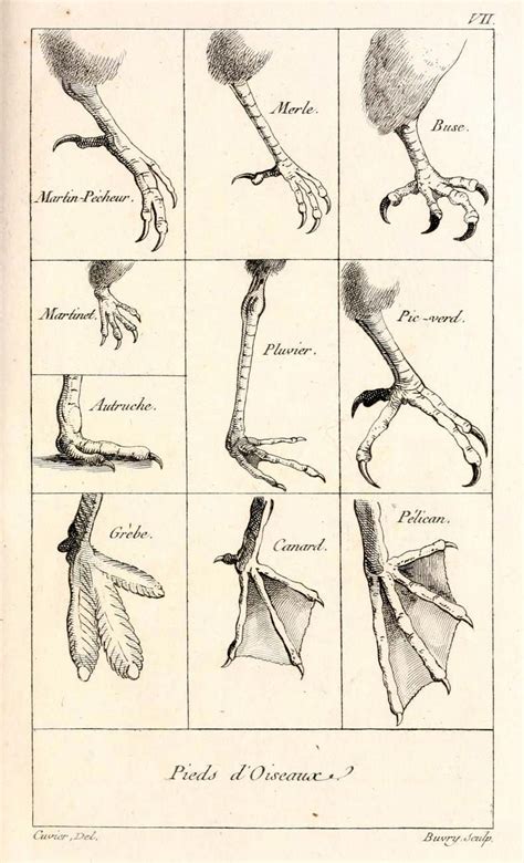 Biomedical Ephemera, or: A Frog for Your Boils — Pieds d'Oiseaux - The Feet of Birds You can...