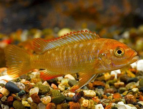 Rusty Cichlid Iodotropheus sprengerae | Arizona Aquatic Gardens