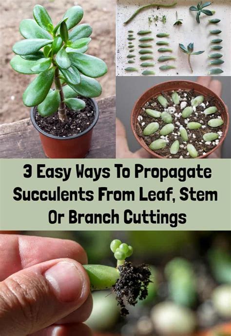 3 Easy Ways To Propagate Succulents From Leaf, Stem Or Branch Cuttings