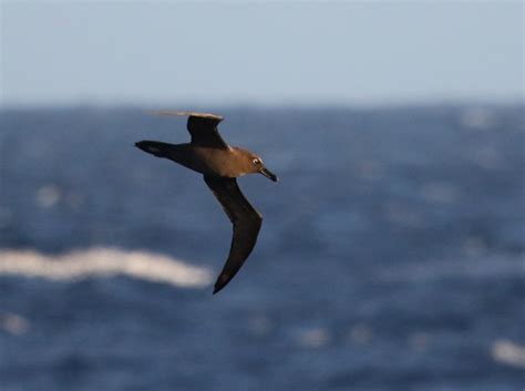 Sooty Albatross – Phoebetria fusca | Buckham Birding