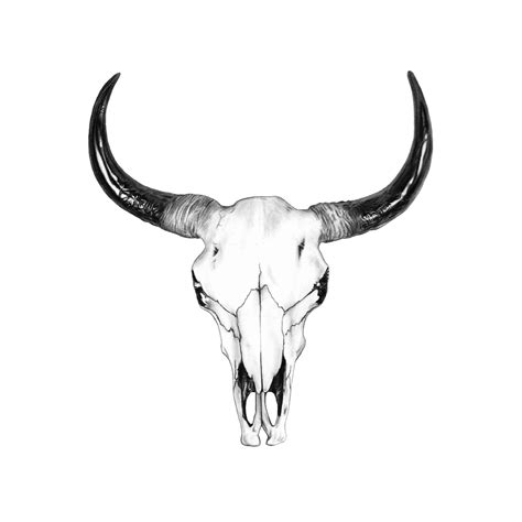 Pencil Drawings Of Cow Skulls - pencildrawing2019