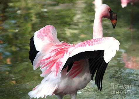 Beautiful Flamingo Wings Photograph by Carol Groenen