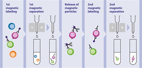 Magnetic cell separation | Miltenyi Biotec | USA