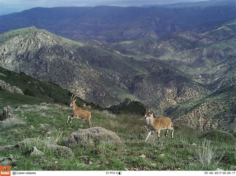 Caucasus Wildlife Refuge: Pioneering Private Conservation in Armenia | PANORAMA