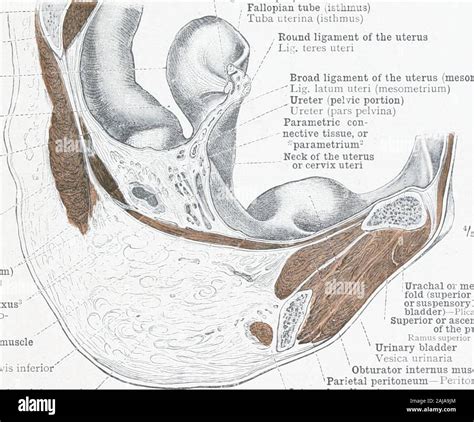 Rectovaginal hi-res stock photography and images - Alamy