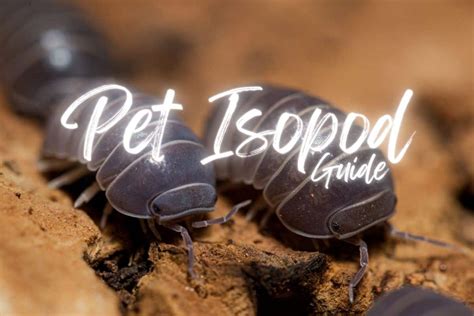 Isopods And Springtails In Terrariums (Bioactive Combo 101), 43% OFF