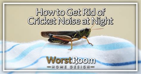 How to Get Rid of Cricket Noise at Night - Worst Room